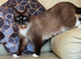 Ragdoll/ British Short Hair/ Mainecoon Cross Mixed Breed Female Cat