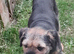 Blue and tan K.C. reg dog
