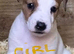 Beautiful jack Russell puppies