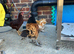 Three months chicks