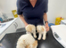 Poochon puppies
