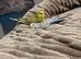 2 beautiful budgies really friendly