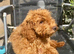 EXCEPTIONAL QUALITY F2 COCKAPOO GIRL