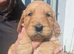 Beautiful Miniature Goldendoodle Puppies For Sale