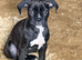 Last girl! take home Boxer x Boston terrier. Aka mini boxer quick sale