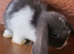 Mini lop