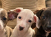 BEAUTIFUL Mini- Dachshund PUPPIES LOOKING FOR THEIR FOREVER HOMES