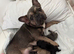 Puppies French bulldogs