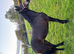 Pretty yearling filly