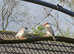 Java sparrows and zebra finches