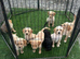 Stunning F1 golden doodles ready to leave now