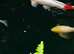 Koi carp