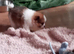 Pomeranian puppies