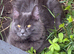 Maine Coon Kittens for sale