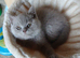 Beautiful British Shorthaired lilac female kitten