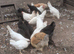 Utility white leghorn pullets, white stars