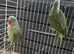 BABY ALEXANDRINE PARROTS