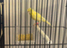 Canary