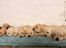 Gorgeous Labrador puppies