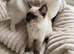 Ragdoll kitten boy