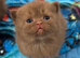 British shorthair kittens