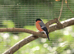 Spare Cock Native Bullfinch