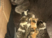 British shorthair kittens