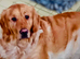 Waiting list. Pups here born 11/3/2026