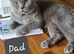 British shorthair and longhair