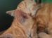 Ginger Kittens