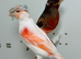 Harlequin canaries for sale