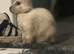 New Zealand 7 month old rabbit