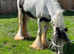 Ride and drive 11.1 filly