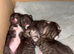 Beautiful kittens