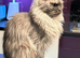 GCCF MAINE COON KITTENS