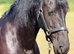 Friesian mare