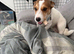 Male Jack Russell