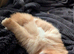1 lovely Pomeranian pup