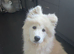 Beautiful Samoyed