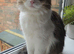 Rehoming my cat