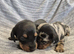 MINI SMOOTH DASCHUNDS READY JULY 8TH
