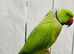 Male Ringneck  parrot available