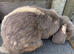 Mini lop looking for his new home