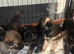 German shepherd pups