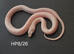 Caramel palmetto corn snake baby