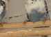 Young budgies for sale