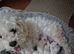 I sell puppy&rsquo;s Bichon Frise