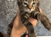2 male half Mainecoon kittens left