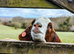 Pair of friendly Boer Goats for sale