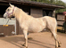 Big yearling filly